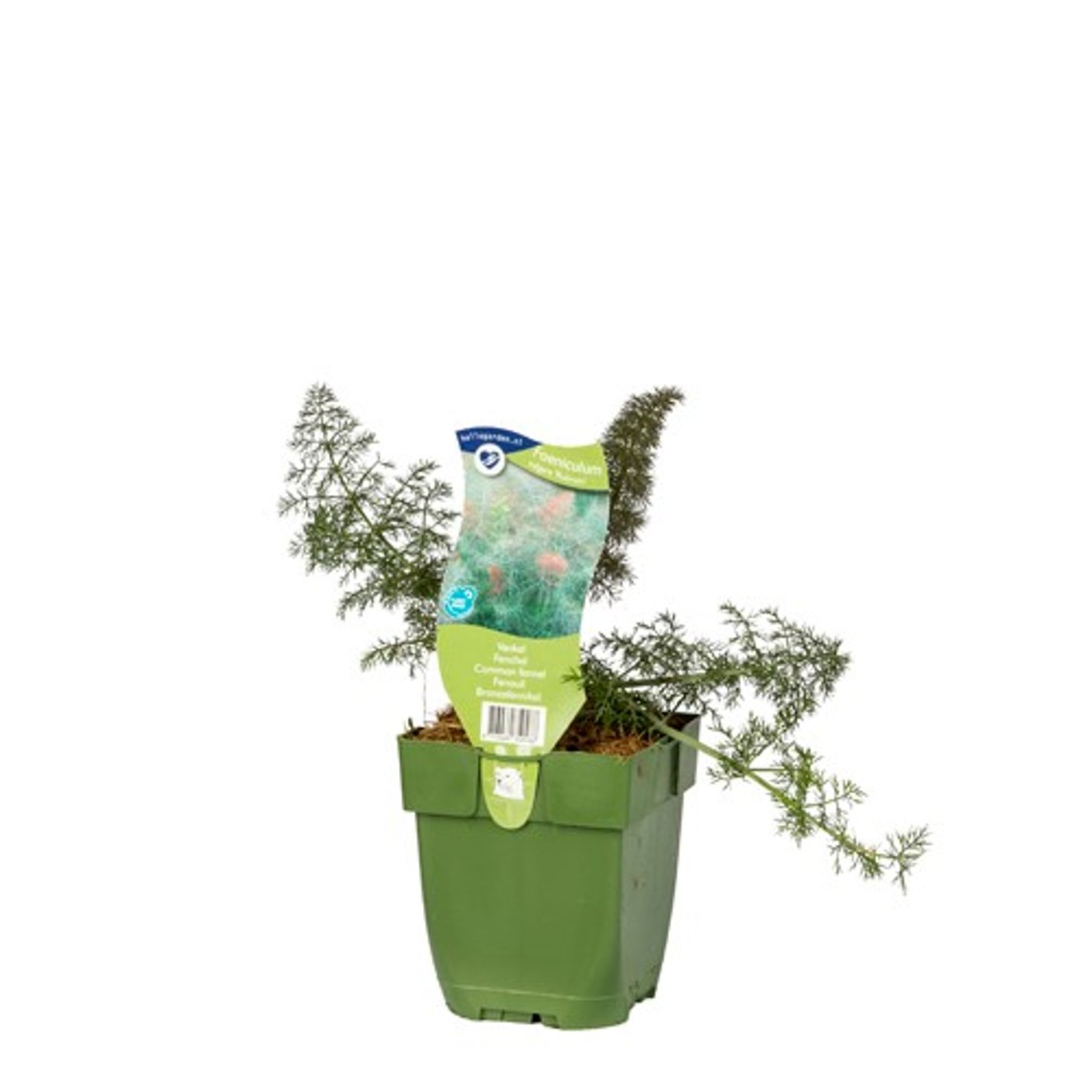 Foeniculum vulgare 'Rubrum' - P11